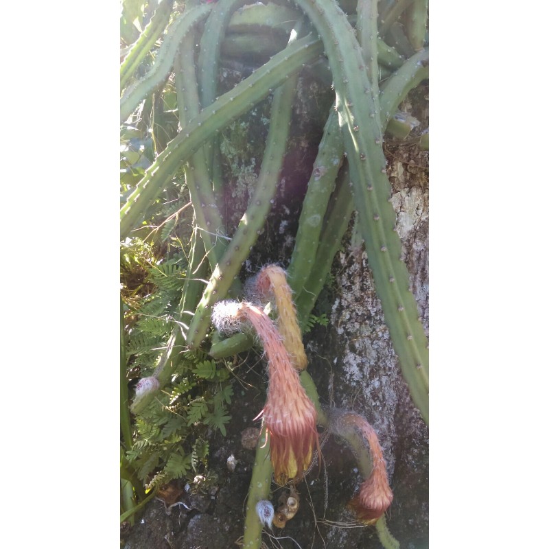 Cactus Night Blooming Cereus Cactus 5 ROOTED Cacti Easy to