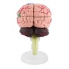 Human Brain Model, Plastic Brain Model, Easy to Carry, Disassembled