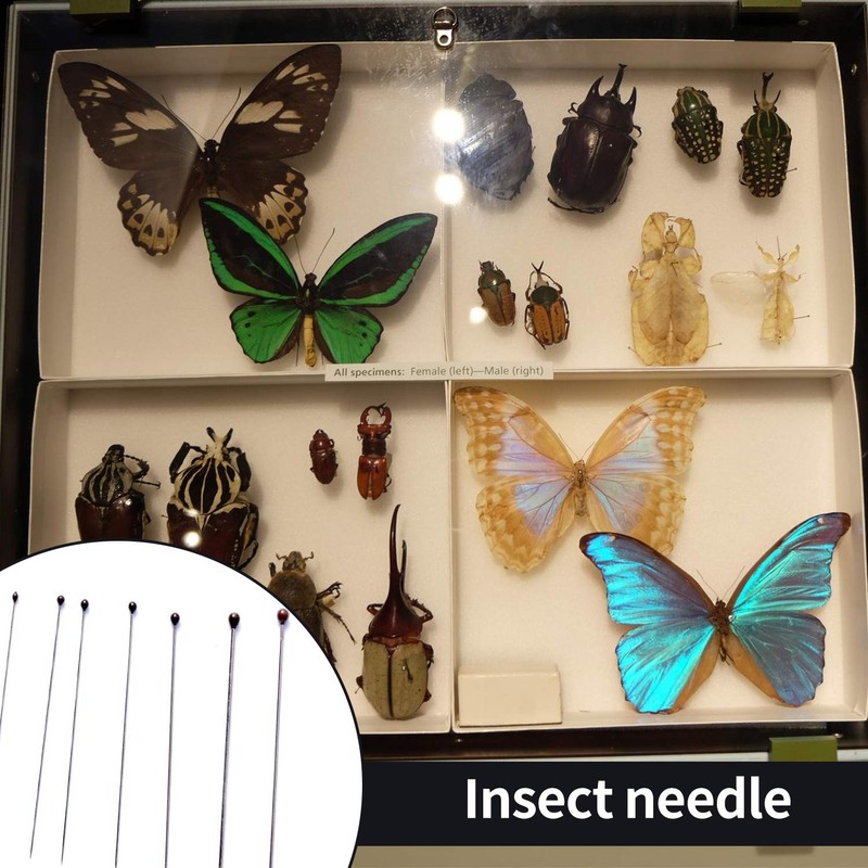 Fpxnb 350 Pcs Stainless Steel Insect Pins in 7 Sizes,