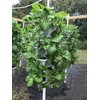 18 Inch Black Vertical Garden. use for Vegetable Strawberry herb