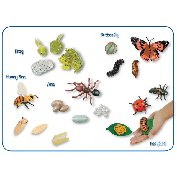 Insect Lore Life Cycle Stages Figurines Collection