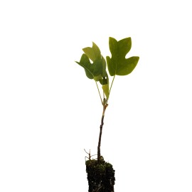 The Jonsteen Company Tulip Poplar | Small Tree Seedling | The Jonsteen Company