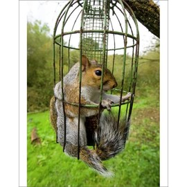 Media Storehouse Grey Squirrel Trapped in Bird Feeder Print, UK September - Print 10"x8" (25x20cm) (1444323)