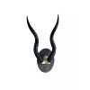 Blackbuck horns on panel replica Taxidermy skulls horns skulls