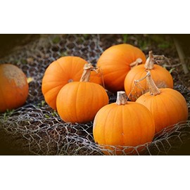 Sugar Pie Pumpkin Seeds for Planting – Small, Round Sweet Pie Pumpkins – Heirloom Seeds | Liliana's Garden |