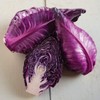 CEMEHA SEEDS - Seeds Red Kalibos Cabbage Giant Non GMO