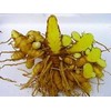 Yakushima Spring Turmeric 600 tablets, 120g spring turmeric tablets grown