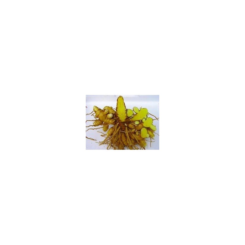 Yakushima Spring Turmeric 600 tablets, 120g spring turmeric tablets grown