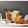 Kaltner Präsente Gift Idea - Shell Fasciolaria Trapezium Trapezium Snail