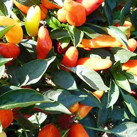 Sweet Pickle Pepper Seeds - 250 Mg ~35 Seeds - Heirloom, Open Pollinated, Non-GMO, Farm & Vegetable Gardening Seeds