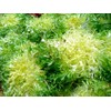 800 Frisee Endive Seeds for Planting Chicory Heirloom Non GMO