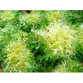 800 Frisee Endive Seeds for Planting Chicory Heirloom Non GMO 2+ Grams Garden Vegetable Bulk Survival