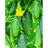 RAISE ME UP: Seeds Self-Pollinated Cucumber Firm Secret F1 for