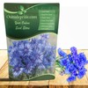 Outsidepride Blue Cornflower Seeds for Planting - 5 lb. Annual