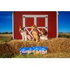 N-Bone Puppy Teething Rings Taste of Texas Pulled Pork Flavor