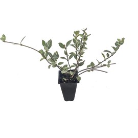 Variegated Asiatic Jasmine Minima | 3 Live Plants | Easy-Grow Ground Cover | Lush, Trailing Green and White Foliage | Perfect for Gardens and Landscape Borders | Hardy Evergreen Plant