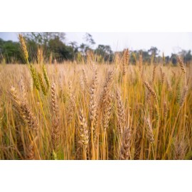 Barley Seeds (200) / ORGANIC / FLORIDA GROWN / CEREAL GRAIN
