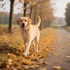 ADOGGYGO Fall Dog Collar with Detachable Floral, Adjustable Orange Plaid