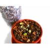 Complete Potting Soil For Tropical Sundew Plants (Medium)