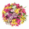 20 stem Alstroemeria / Peruvian Lilies Assorted Bqt - Fall