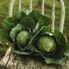 Early Golden Acre Cabbage - 100 Seeds - Heirloom Cabbage