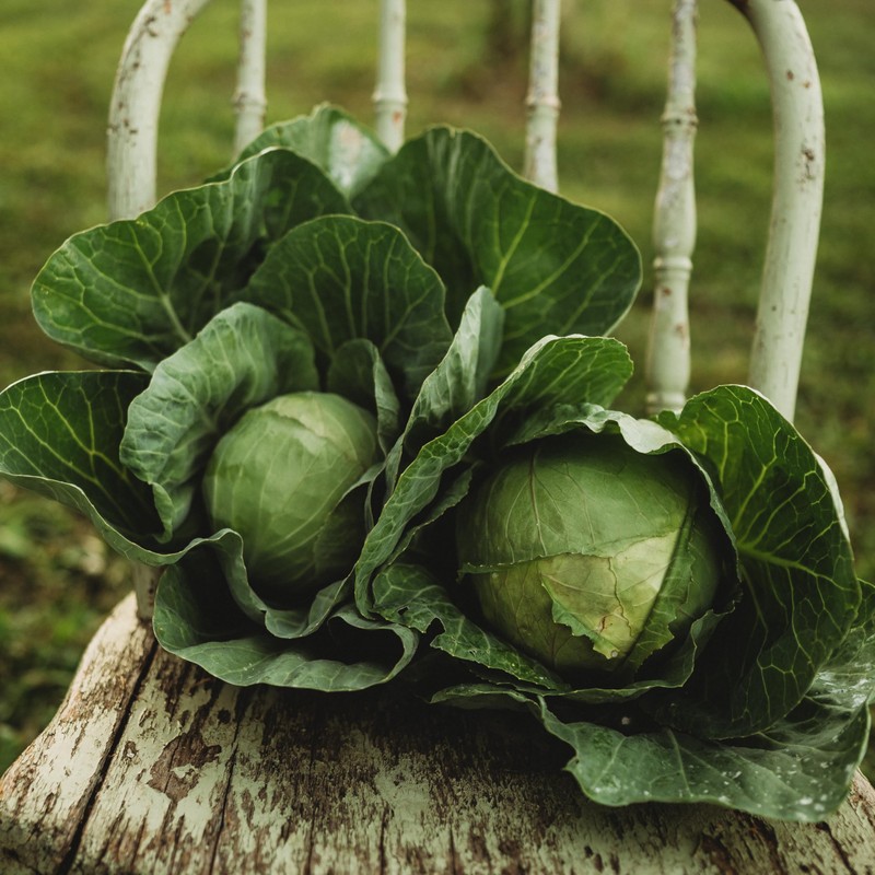 Early Golden Acre Cabbage - 100 Seeds - Heirloom Cabbage
