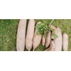 Karibu Harvest Kigelia Africana Extract Sausage Fruit,balam kheera,Pinnata