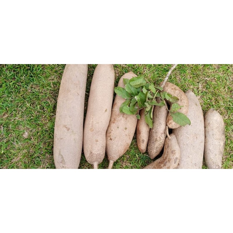 Karibu Harvest Kigelia Africana Extract Sausage Fruit,balam kheera,Pinnata