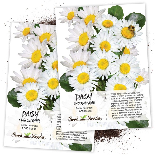Seed Needs, White English Daisy (Bellis perennis) Twin Pack of 1,000 Seeds Each