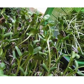 Sunflower Sprouting Seed, Non GMO - 5 Lbs - Country Creek Acre Brand - Sunflower Seed for Sprouts, Garden Planting, Cooking, Soup, Emergency Food Storage, Gardening, Juicing, Cover Crop