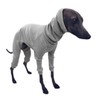 LEONIA Italian Greyhound Italian Greyhound Miniature Pinscher Advanced Elastic Rib