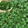 Watercress Garden Seeds - 0.25 Oz - Non-GMO, Heirloom, Vegetable