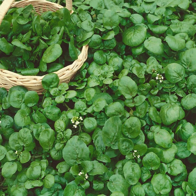Watercress Garden Seeds - 0.25 Oz - Non-GMO, Heirloom, Vegetable