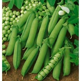 60 Early Alaska Pea Seeds for Planting Heirloom Non GMO 14+ Grams Garden Vegetable Bulk Survival
