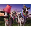 Party Cows Avanti Funny/Humorous Birthday Card