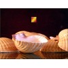 Florida Shells and Gifts 24 Mexican Cup Deep Scallop Shells