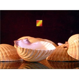 Florida Shells and Gifts 24 Mexican Cup Deep Scallop Shells (3-3.5") Restaurant Baking Beach Crafts Decor