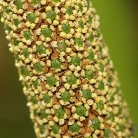 Palm Beach Medicinal Herbs - Sweet Flag (Acorus Calamus americanus) - Packet of 50 Seeds