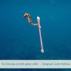 800 Bamboo Cotton Buds Q Tips Without Plastic Cotton Buds