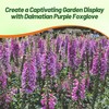 Outsidepride Digitalis Purpurea Dalmatian Purple Foxglove Seeds – 50 Pcs
