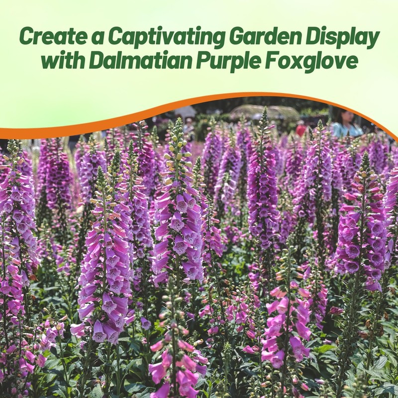 Outsidepride Digitalis Purpurea Dalmatian Purple Foxglove Seeds – 50 Pcs