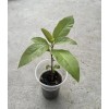 Avocado Tree 10” With Pot Seedling Live Plant Ready To