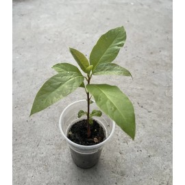 Avocado Tree 10” With Pot Seedling Live Plant Ready To Plant