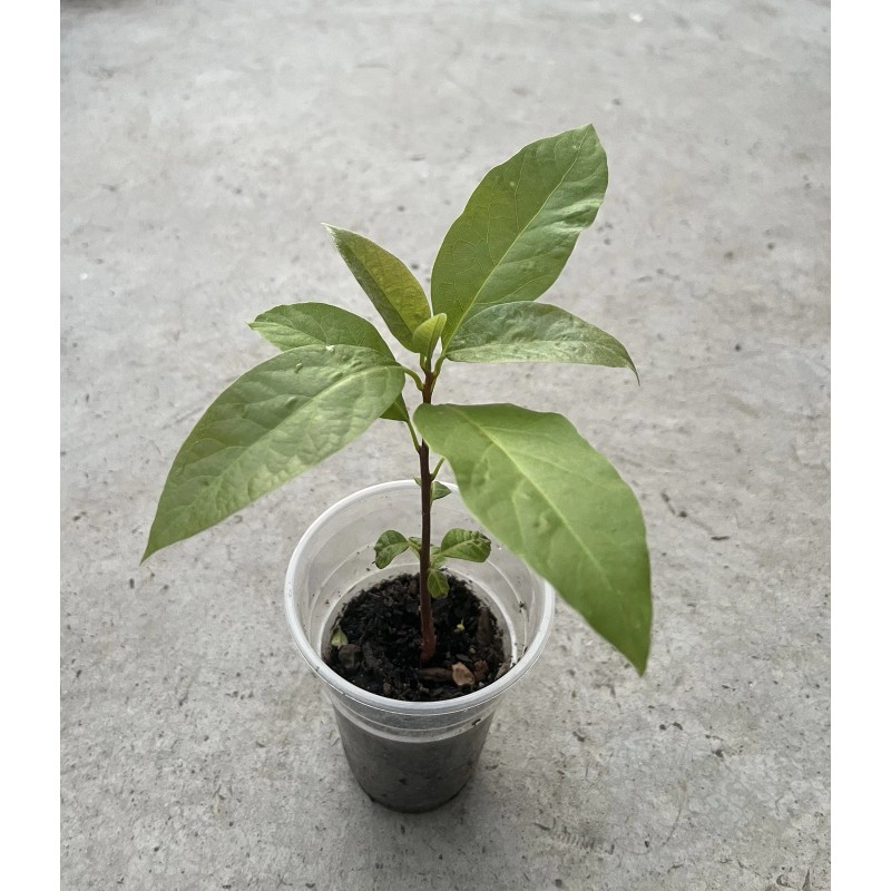 Avocado Tree 10” With Pot Seedling Live Plant Ready To