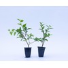 2 Xylosma congestum, Shiny Xylosma, Live Plants, 2.5” Nursery Cubes,