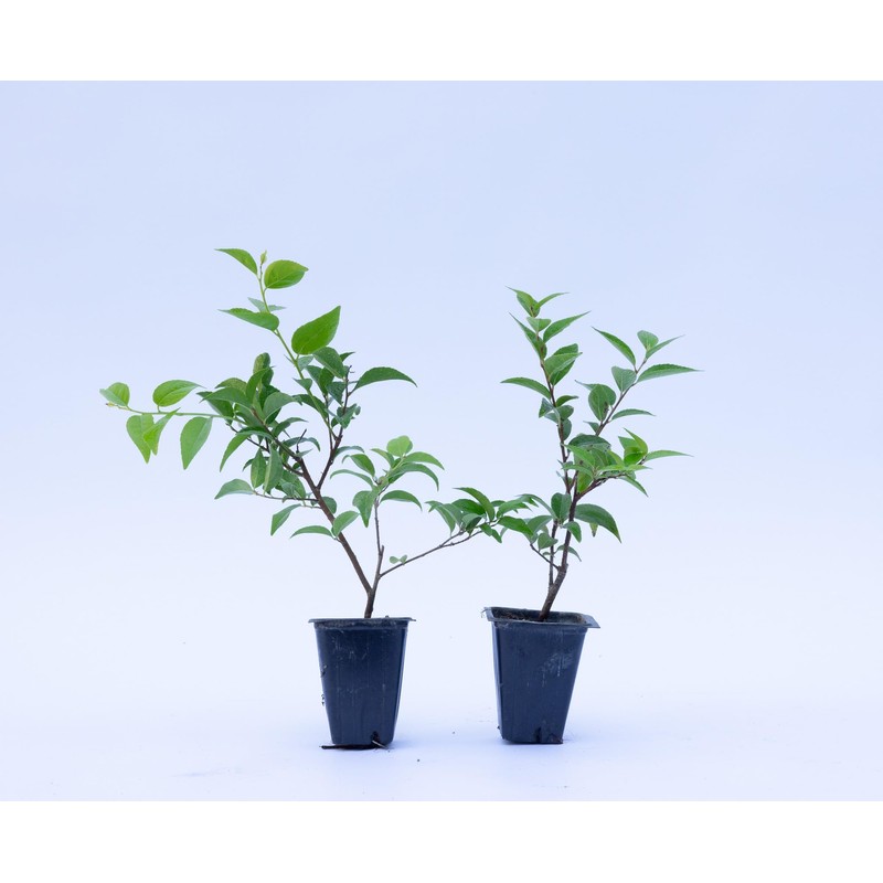 2 Xylosma congestum, Shiny Xylosma, Live Plants, 2.5” Nursery Cubes,