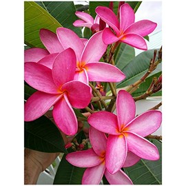 Fresh Pink Plumeria Plant Cutting - Pink Flower - Spicy Peach Fragrance - USA Live Hawaiian Lei Flower Frangipani