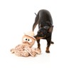 Fuzzyard Octo-Posse Plush Octopus Dog for All Sized Breed Dogs(Sir