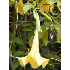 Buy Rare Seeds Brugmansia insignis Jean Pasko | 10_Seeds