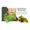 Guava Whole Dry Leaves 2.65 oz(75 grams), Loose Leaf Tea,